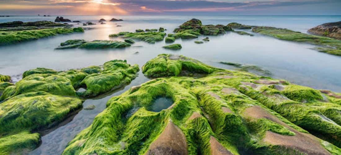 Xom Ro Phu Yen被誉为极其独特的绿色苔藓天堂,吸引了众多游客前来参观。