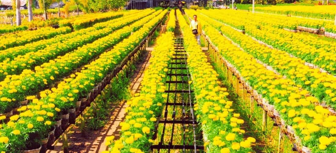 Làng hoa Bà Bộ nằm tại phường Long Hòa, quận Bình Thủy, thành phố Cần Thơ, là một trong những làng hoa truyền thống và lâu đời nhất ở miền Tây Nam Bộ