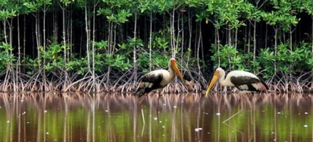 Hệ sinh thái ngập mặn tại khu du lịch rừng Đước