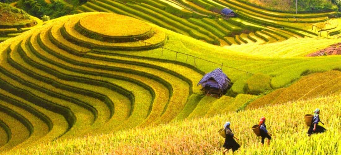 Cánh đồng Mường Than mùa lúa chín