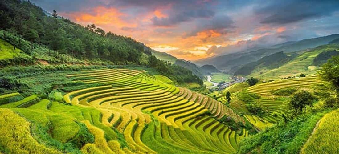 Cao Nguyên Sìn Hồ mùa lúa chín