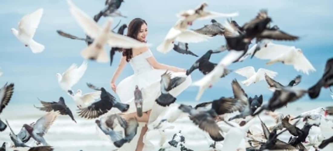 동해공원 - 수천마리의 비둘기가 있는 체크인 장소