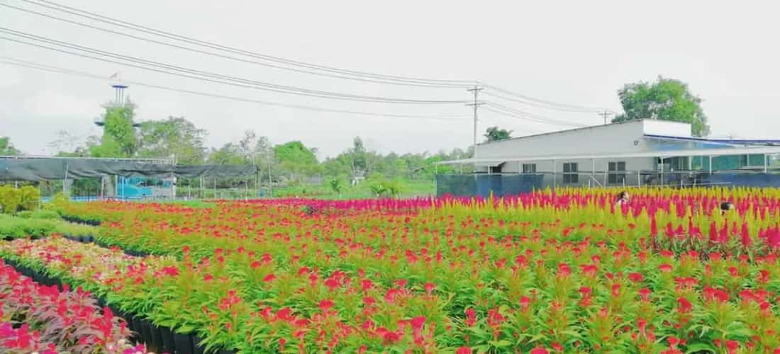 Làng hoa được tạo nên ban đầu bởi ông Tám Hoài, quê gốc tại Đồng Tháp.