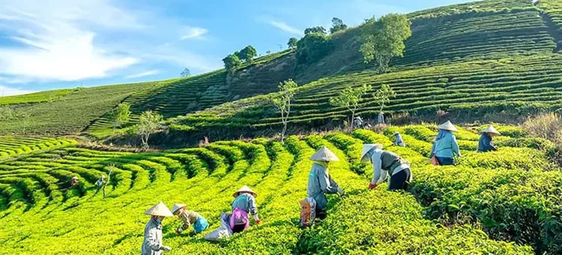 Đồi chè Cầu Đất là một điểm du lịch hấp dẫn của Đà Lạt, nơi thu hút du khách với những cánh đồng chè xanh mướt, trải dài tít tắp.