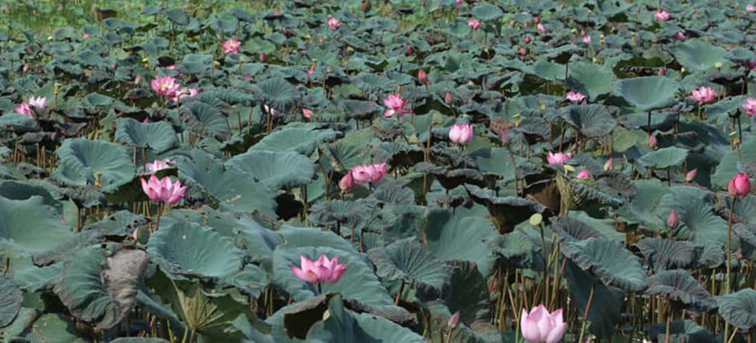 Khung cảnh miền quê xã Vân Hội, huyện Trấn Yên càng trở nên thơ mộng, cuốn hút vào mỗi mùa sen nở .