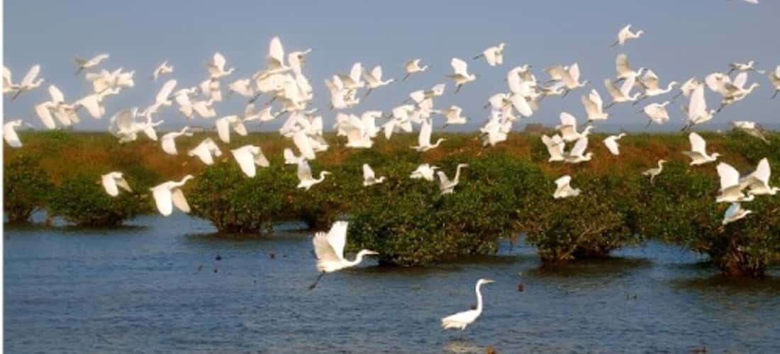 야생 조류가 보호되는 Xuan Thuy National Park