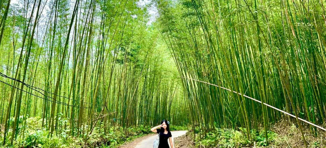 蒲楼竹林依然保留着原始的野性风貌，吸引了不少年轻人前来打卡。