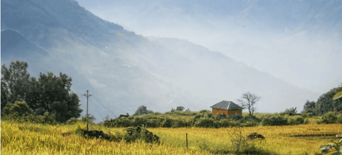 Ngôi nhà trình tường giữa màu vàng của lúa chín