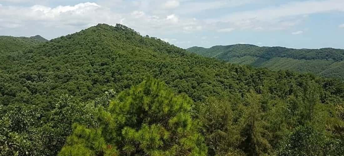 방 아일랜드(Vang Island) - 많은 희귀한 나무종을 관리하고 보존하는 지역