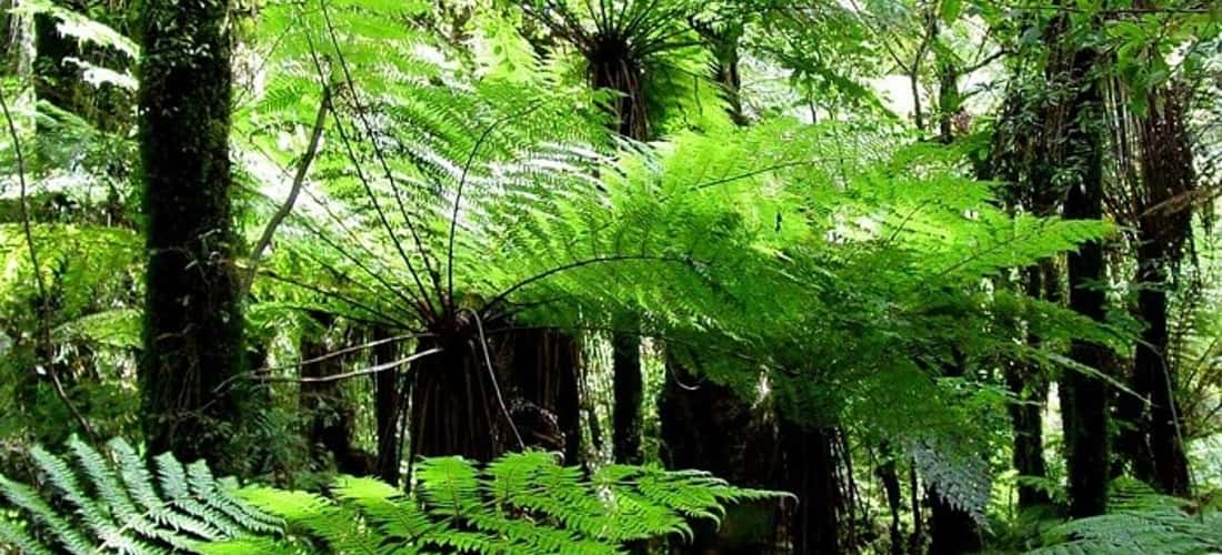 Khám phá hệ sinh thái đa dạng tại rừng nguyên sinh Rú Lịnh