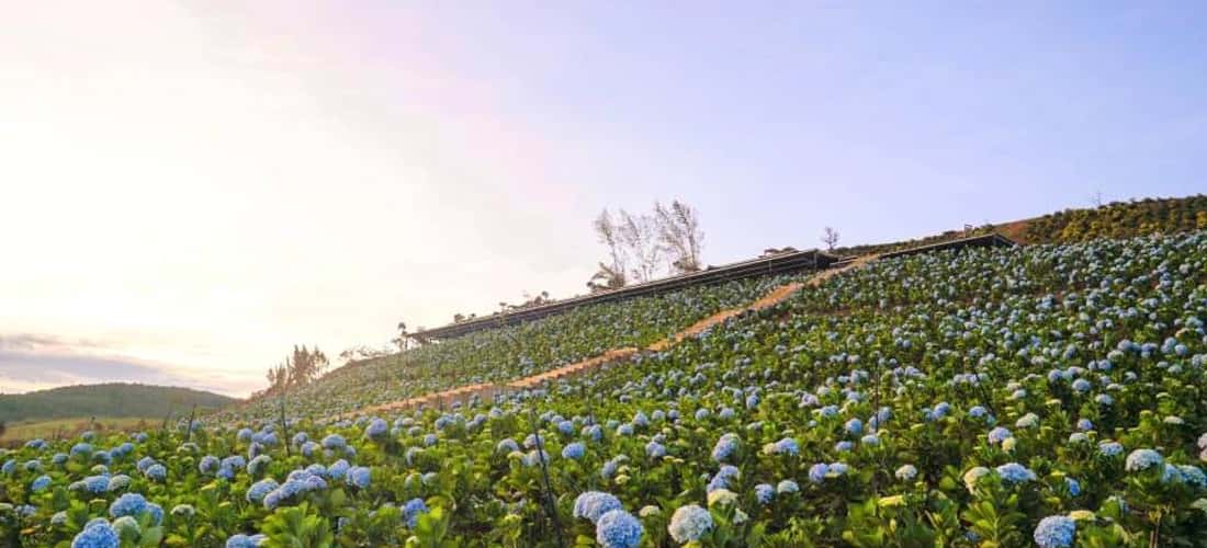 大叻森林花海自2023年农历新年起正式投入运营,每天都吸引了大量游客。