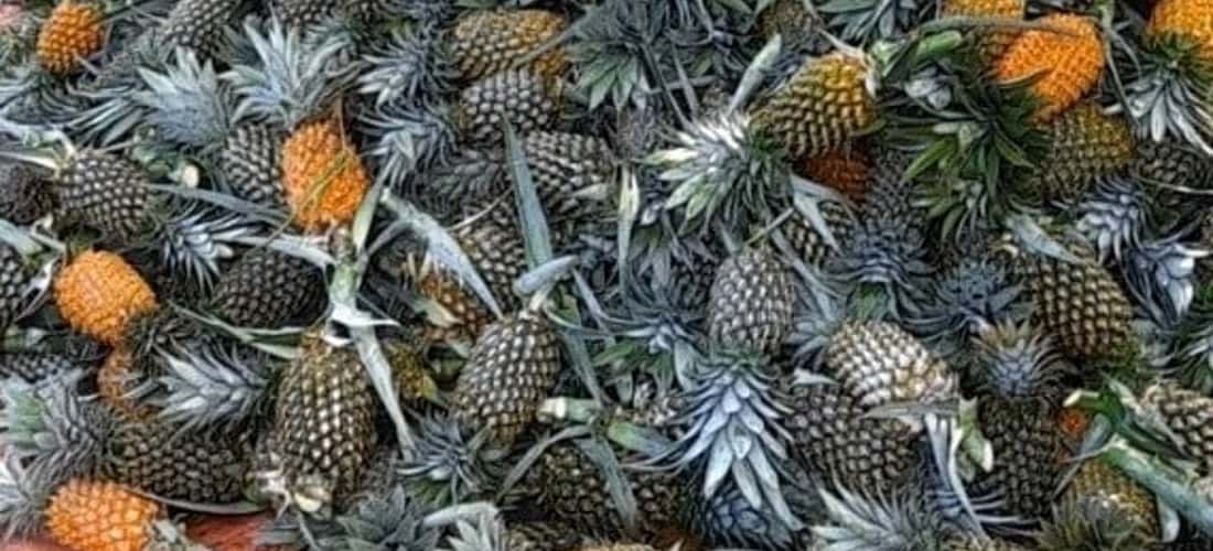 新福菠萝园的产品是优质菠萝。
