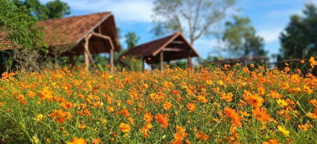 Mùa hoa nở rộ tại Troh Bư thu hút nhiều khách du lịch.