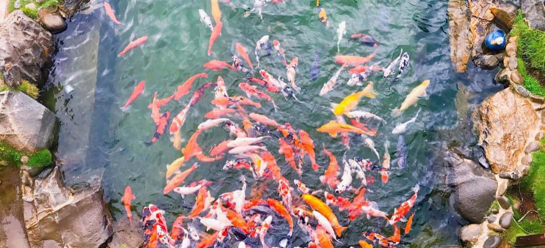 Khu Du Lịch Lá Phong ở Đà Lạt nổi tiếng với hồ cá Koi lớn được xây dựng đẹp mắt và gần gũi với thiên nhiên.