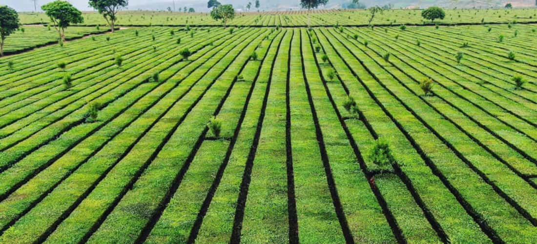 Tận hưởng không gian trong lành ở đồi chè xinh đẹp Tân Uyên