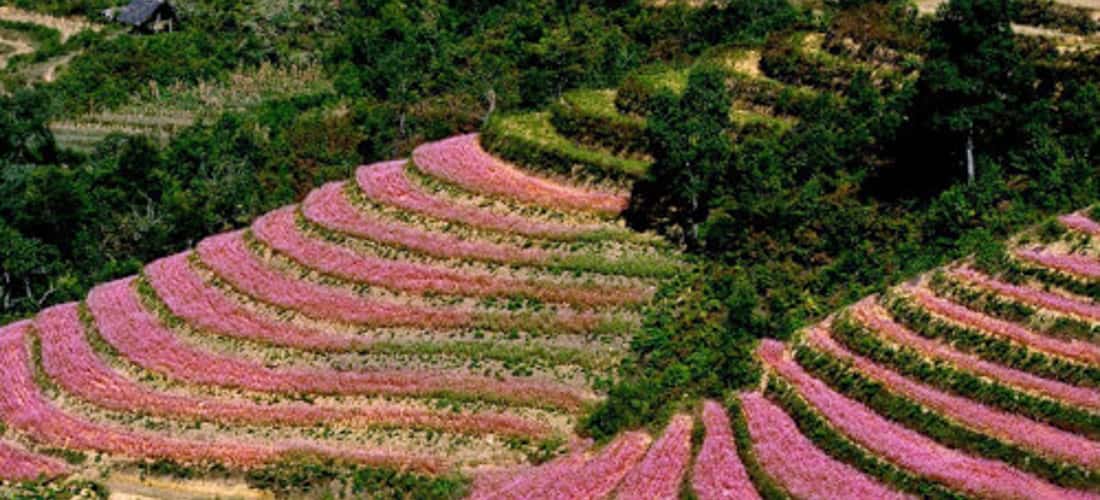 Góc nhìn đầy sắc hoa tại Thung Lũng Sủng Là