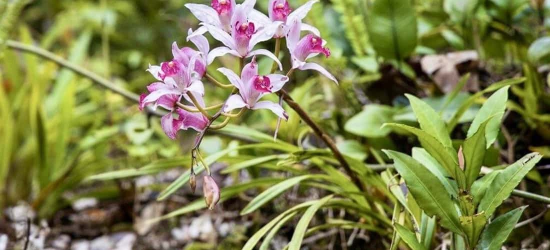 Hoa địa lan khoe sắc trên đỉnh núi Ngọc Ruông