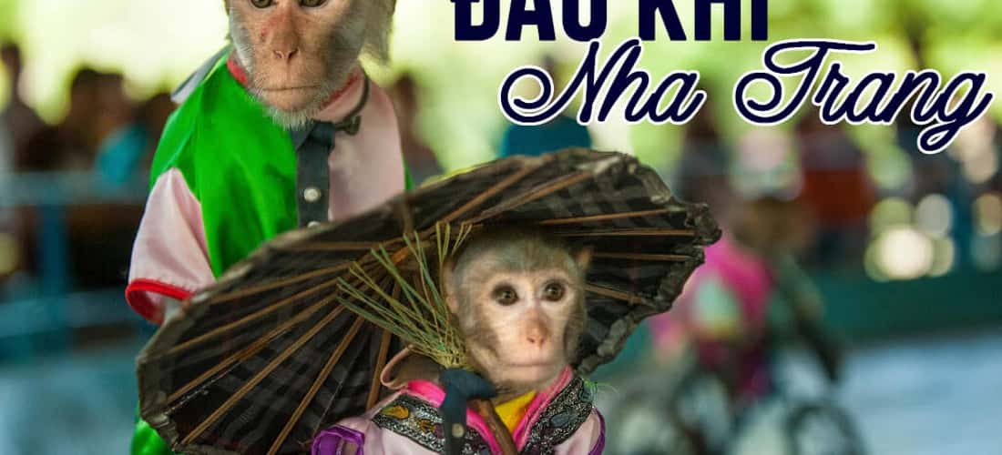 Thưởng thức các chương trình biểu diễn của các nghệ sĩ Khỉ