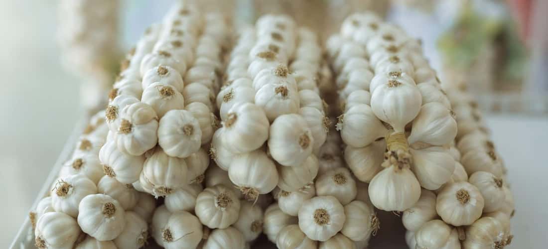 Hãy chọn cho mình những củ tỏi ưng ý nhất để mang hương vị Lý Sơn về làm quà cho người thân và bạn bè.