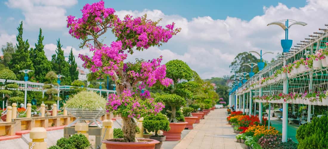 Kể từ khi hoạt động trở lại vào năm 1985, vườn hoa tại Đà Lạt là nơi trú ngụ của hàng trăm loài hoa quý hiếm từ nội đến ngoại