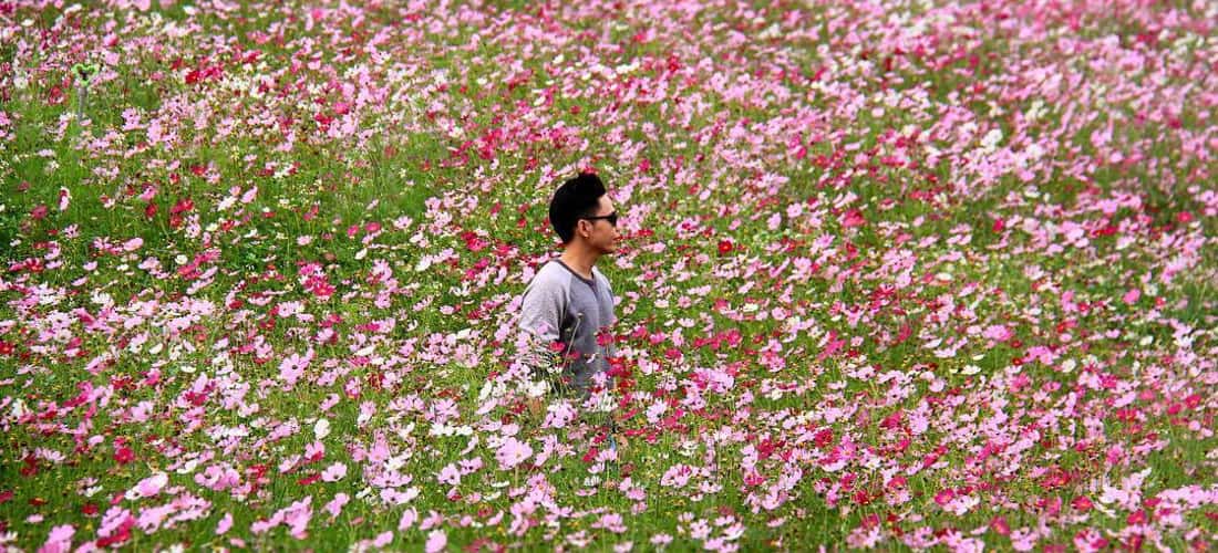 Những cánh đồng hoa như tô điểm cho không gian Mộc Châu Happy Land thêm phần sinh động.
