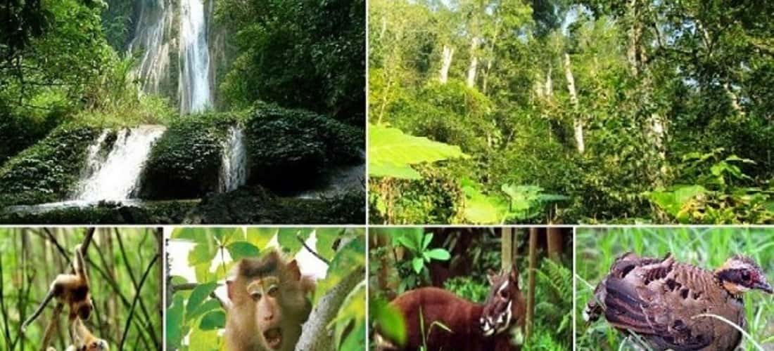 Vườn thực vật Phong Nha