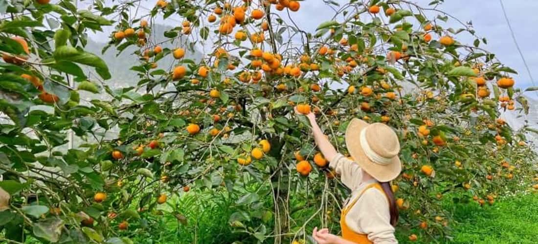 Góc sống ảo triệu view tại vườn hồng Cầu Đất Garden