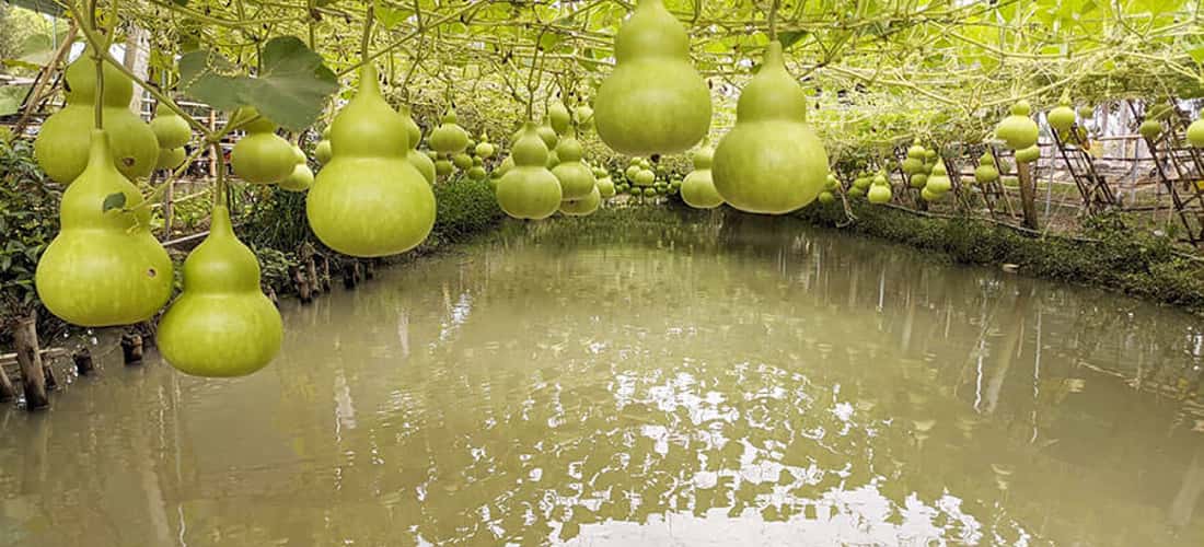 Những trái bầu hồ lô được trồng bên cạnh một ao nước nhỏ