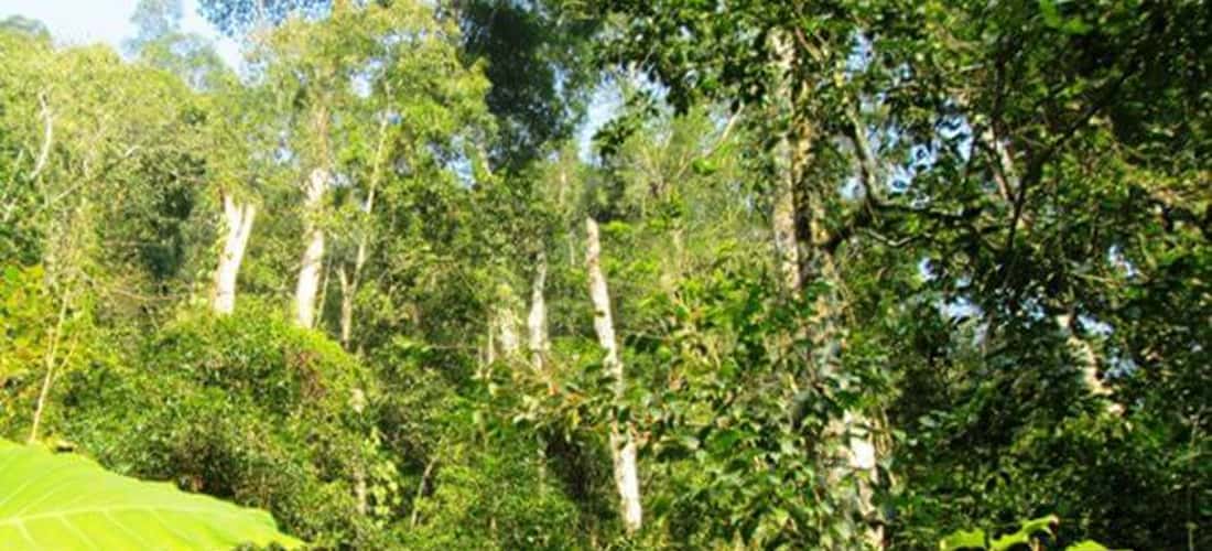 Khu bảo tồn thiên nhiên Kim Hỷ được bảo vệ và quản lý nghiêm ngặt