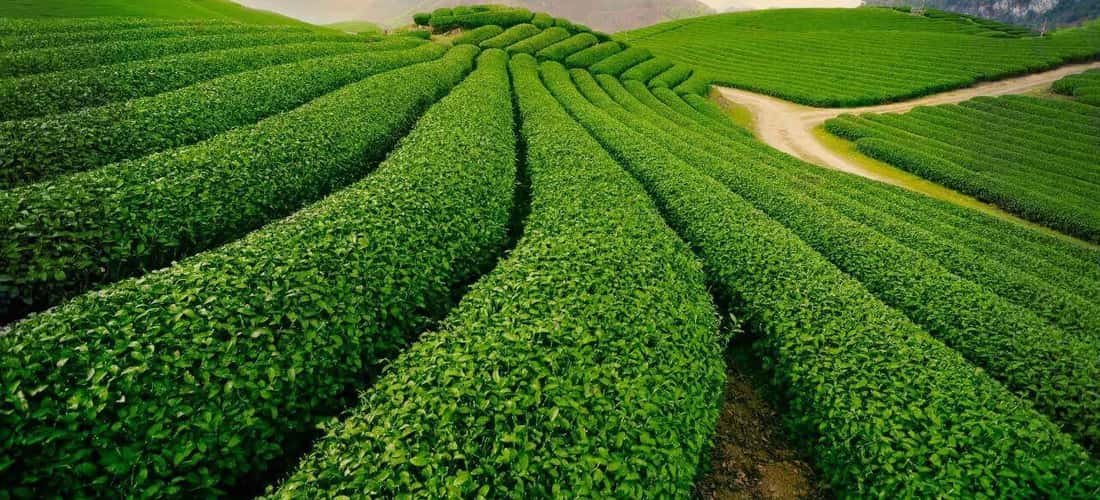 Trong vô vàn những điểm du lịch Đà Lạt, đồi chè Cầu Đất chính là điểm đến mà bất cứ ai cũng nên khám phá.