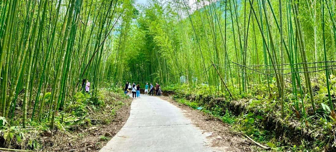 Rừng trúc Pù Lầu được nhiều du khách ví như bối cảnh trong phim kiếm hiệp