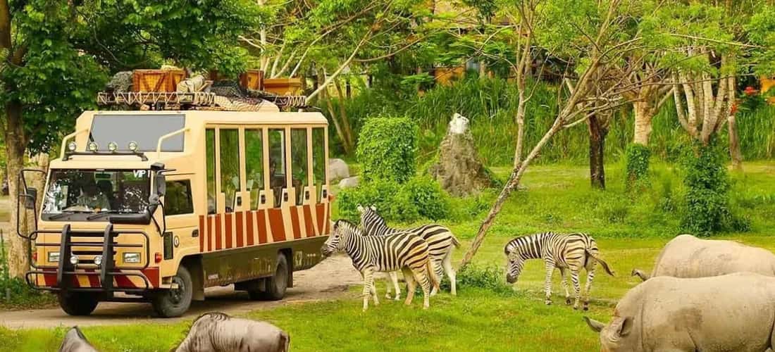 在Vinpearl Safari Phu Quoc的野生动物园，游客可以乘坐电动车以“自由动物，圈养人”的新颖形式游览。