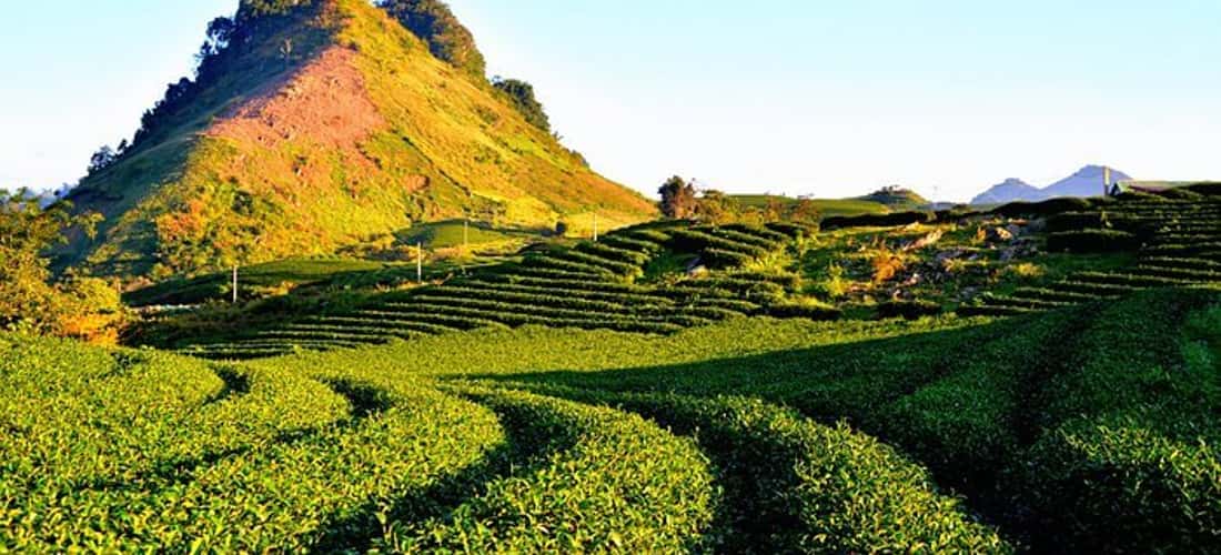 Du lịch đồi chè Mộc Châu