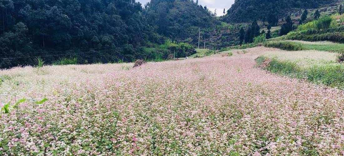 Vẻ đẹp của đồi tam giác mạch Lử Thần khi vào mùa nở rộ.