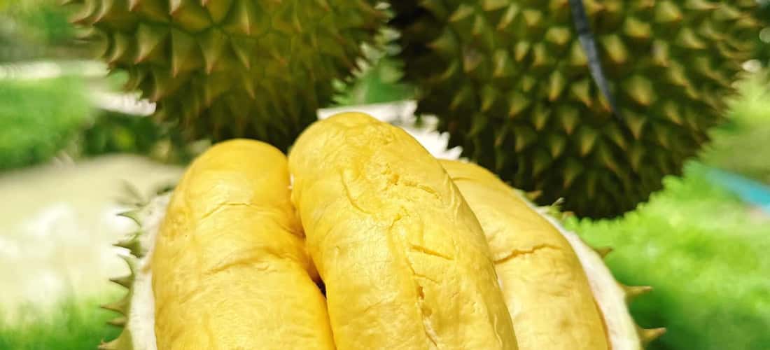 Làng Vitamin - Miệt vườn sinh thái với đặc sản sầu riêng