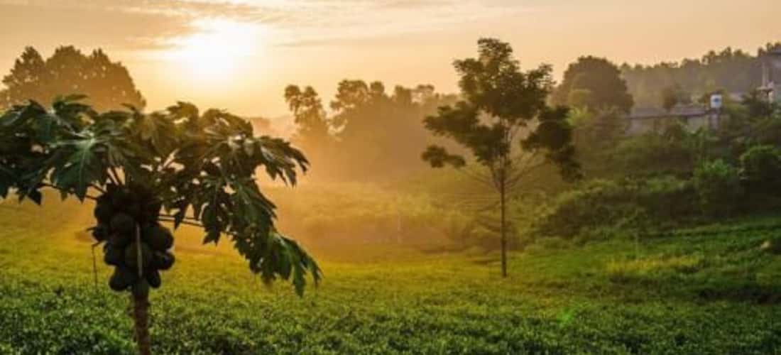 Tan Cuong Tea Hill의 새벽