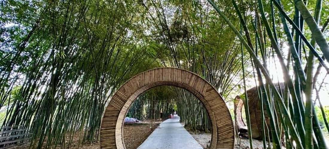 Vườn tre này đến này đã có tuổi đời lên đến hơn 20 năm và được tận tay ông Đặng Văn Sang chăm sóc và vun trồng.