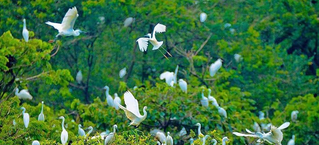 Tu Su鹳花园是著名的生态旅游区，位于Thoi Binh区Thach Dong公社Quyen Thien村，距金瓯市中心约30公里。