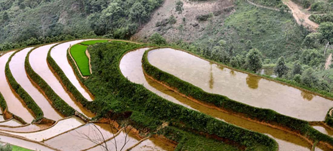 Ruộng bậc thang thôn Khe Táu, xã Phong Dụ Thượng đang trở thành một điểm du lịch hấp dẫn cho du khách