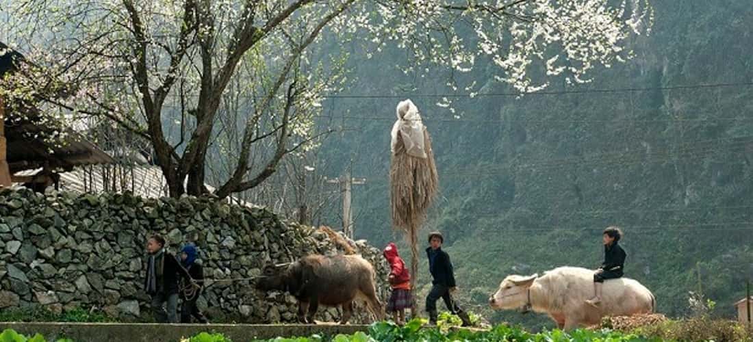 포까오(Pho Cao)는 하장(Ha Giang) 산과 숲이 있는 소박하고 조용한 땅으로 알려져 있습니다.