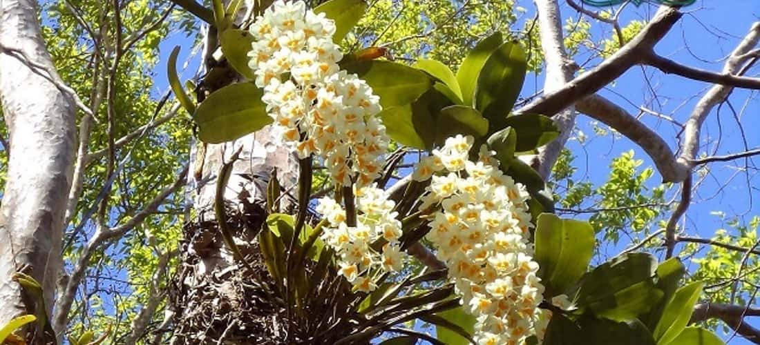 Khu rừng nguyên sinh, sở hữu thực vật đa dạng, phong phú tại Pu Si Lung.