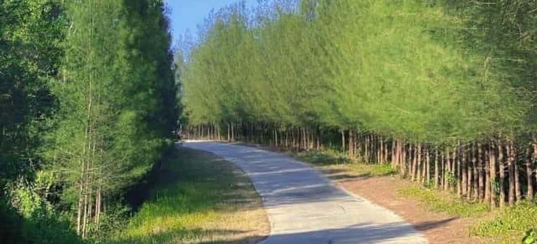 Con đường tuyệt đẹp khi đến Bãi Đông
