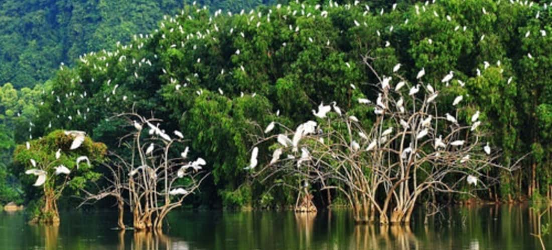 Cảnh đẹp lãng mạn tại khu du lịch sinh thái Rừng Đước