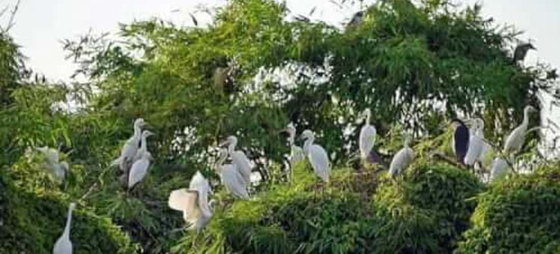 Đảo Cò Lăng Nam- Viên ngọc quý của Thanh Miện Hải Dương