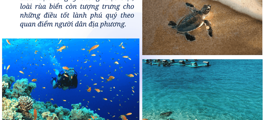 海江仍然保留着五彩斑斓的珊瑚礁和丰富的海洋生物的原始美景