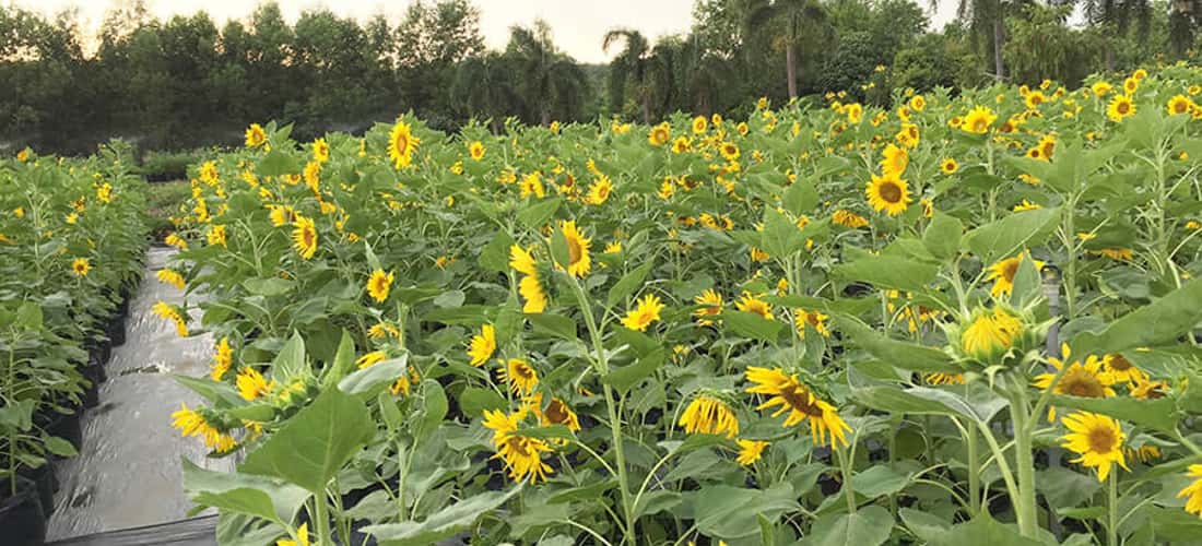Vườn hoa được chùa Tây Pháp chăm bón kỹ lưỡng, mùa nào cũng có hoa tươi nở rộ