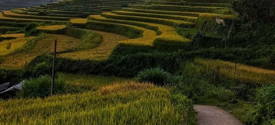 稻成熟时节，塔岭村的美景。