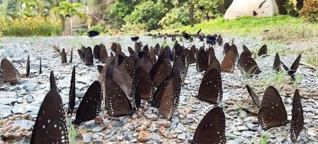 Vườn quốc gia Lò Gò Xa Mát, tọa lạc tại tỉnh Tây Ninh, là một trong những điểm quan trọng về đa dạng sinh học ở Việt Nam.