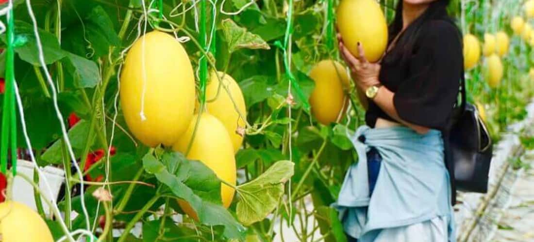 Du khách có thể tự tay hái quả trong vườn trái cây Phú An Khang