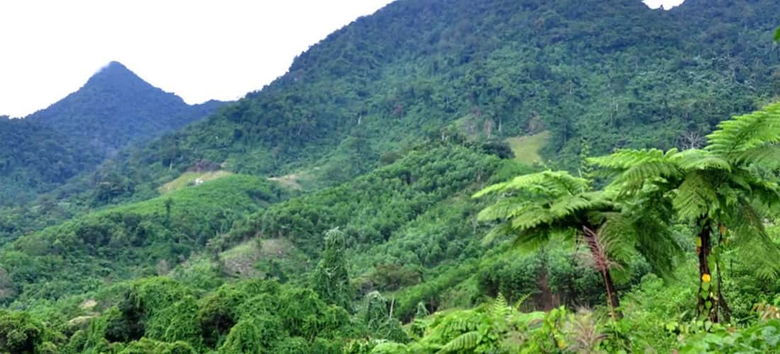 Cà Đam là ngọn núi được ví như nóc nhà của Quảng Ngãi, có độ cao 1.413m so với mực nước biển, du khách thường thường chọn nơi này làm một điểm săn mây lý tưởng